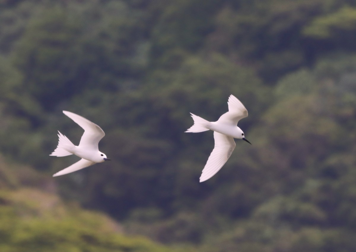 White Tern - ML623026614