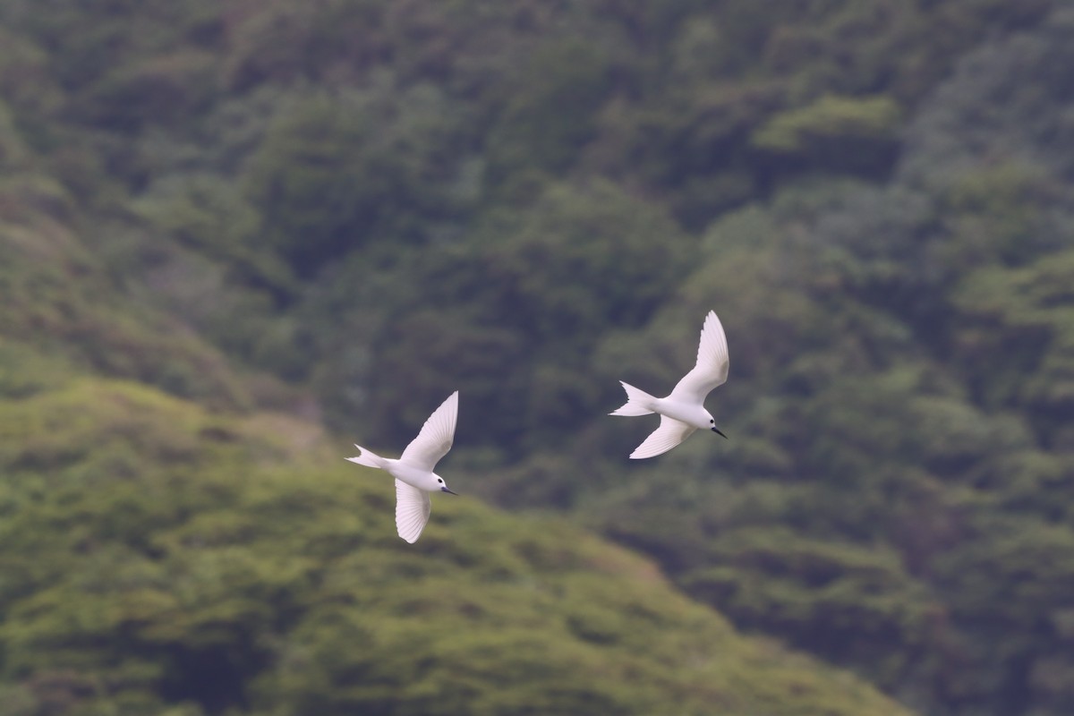 White Tern - ML623026615