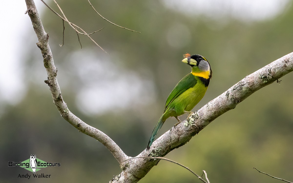 Fire-tufted Barbet - ML623026654