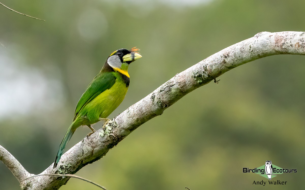 Fire-tufted Barbet - ML623026655