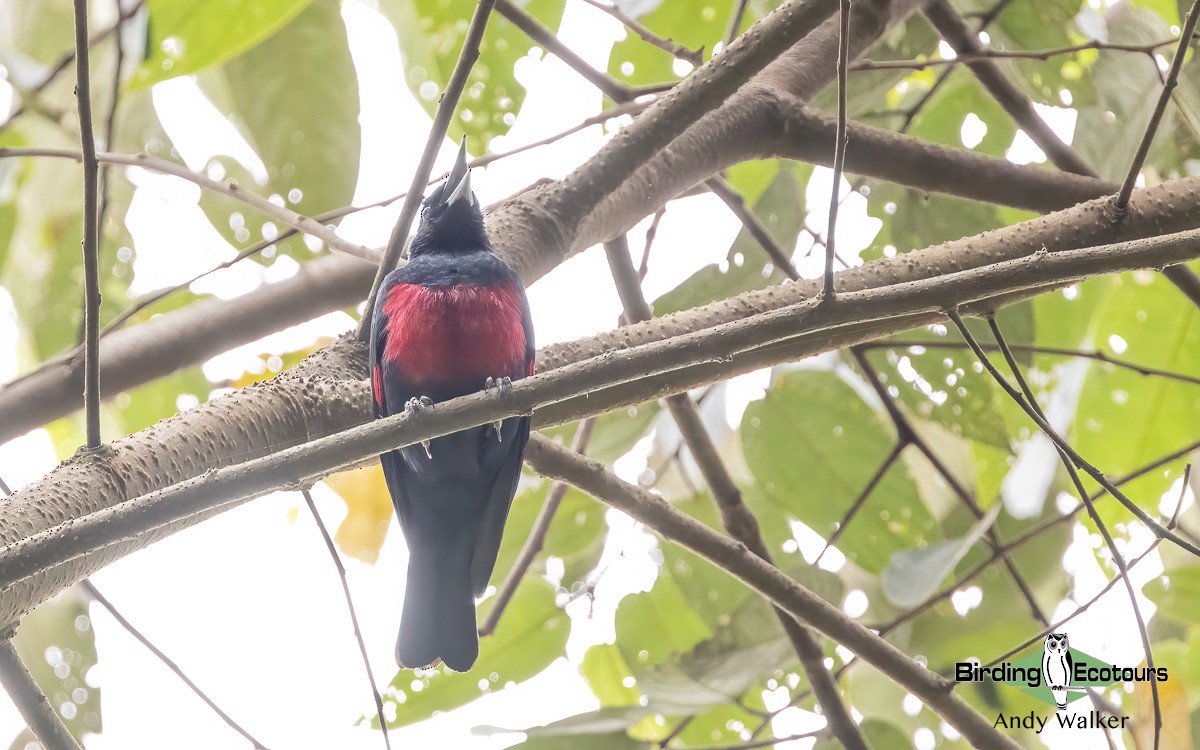 Black-and-crimson Oriole - ML623026657