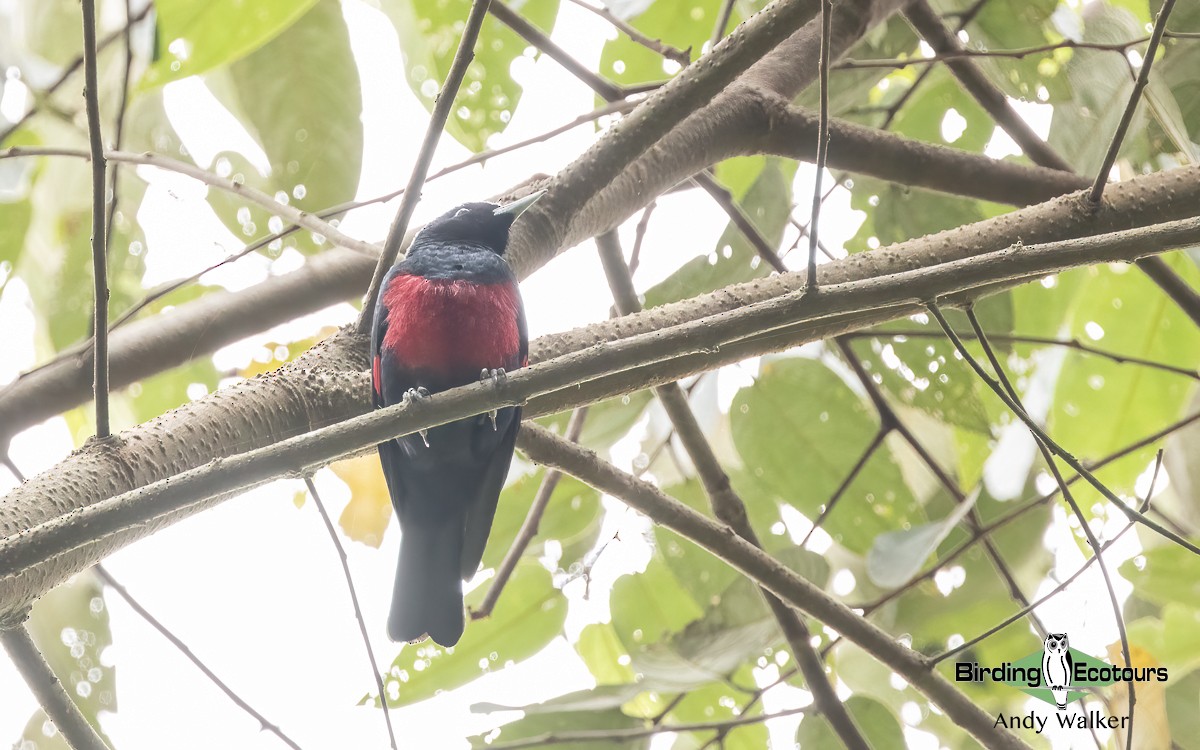 Black-and-crimson Oriole - ML623026658