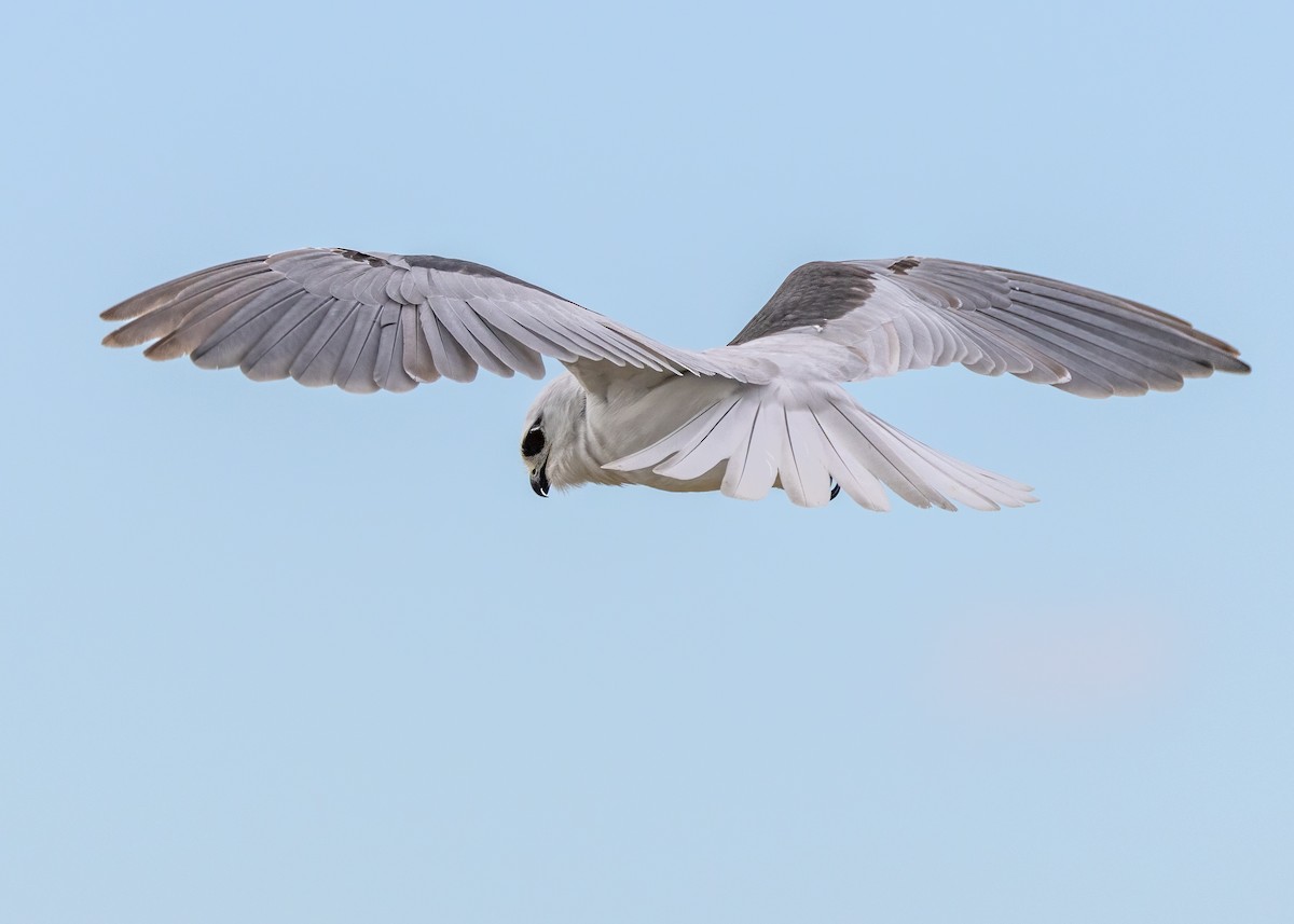 Black-shouldered Kite - Julie Clark