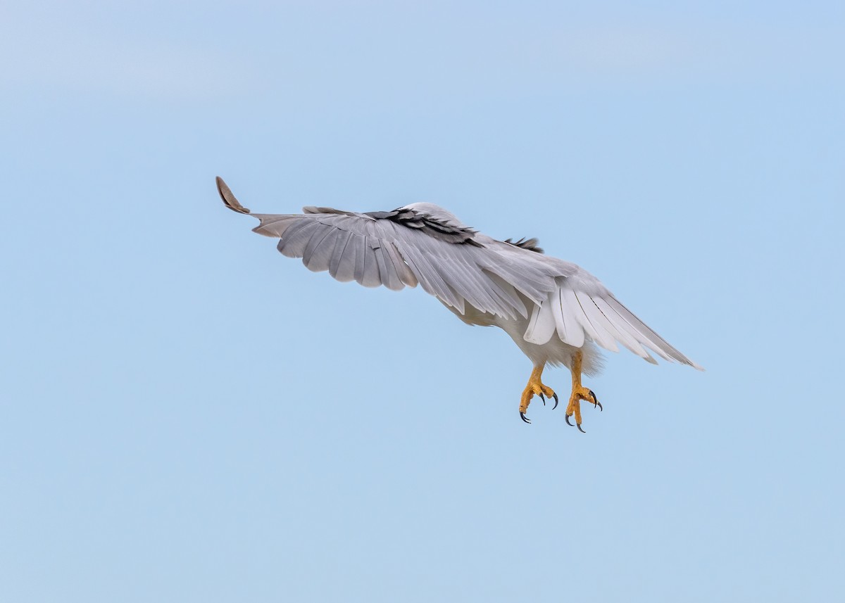 Black-shouldered Kite - Julie Clark