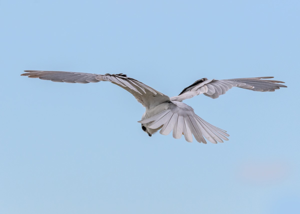 Black-shouldered Kite - ML623026661