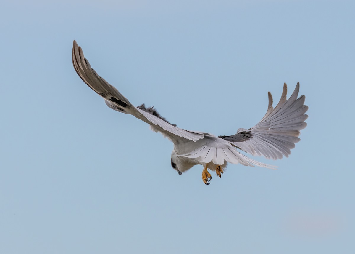 Black-shouldered Kite - ML623026663