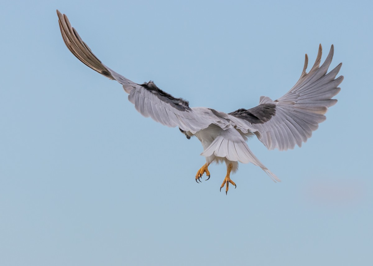 Black-shouldered Kite - ML623026664