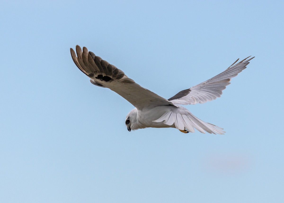 Black-shouldered Kite - ML623026665