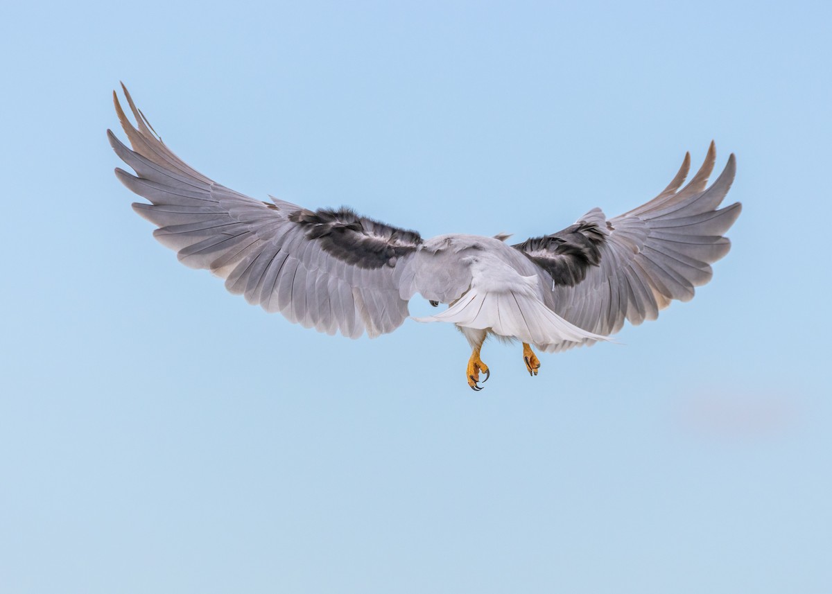 Black-shouldered Kite - ML623026666