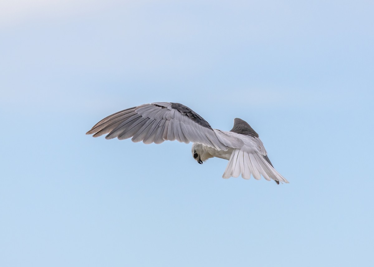 Black-shouldered Kite - ML623026667