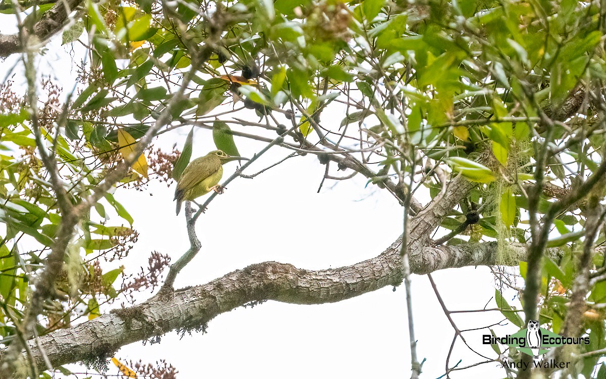 Spectacled Spiderhunter - ML623026696