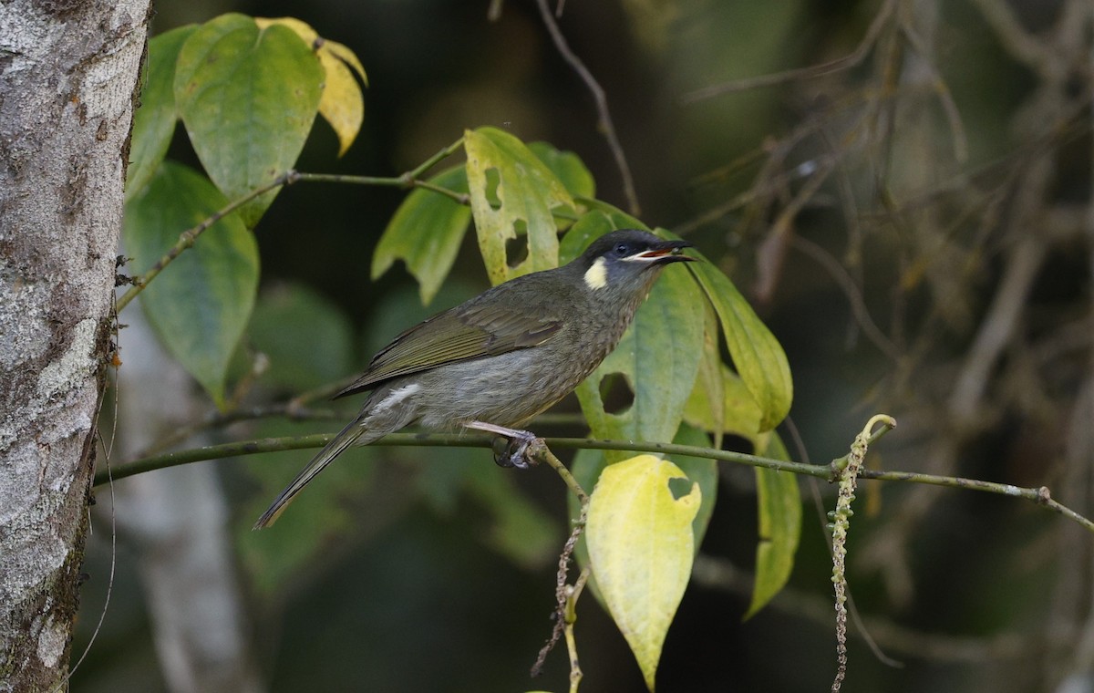 Cryptic Honeyeater - ML623026726