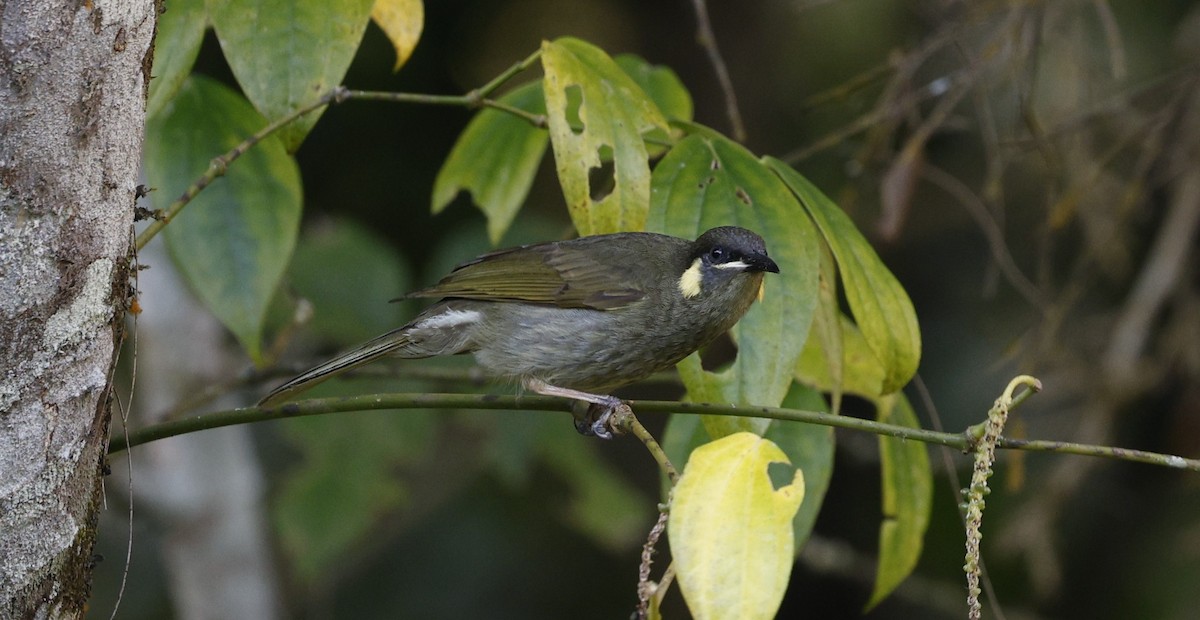 Cryptic Honeyeater - ML623026727