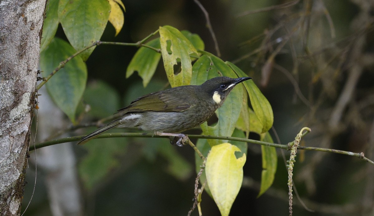 Cryptic Honeyeater - ML623026728