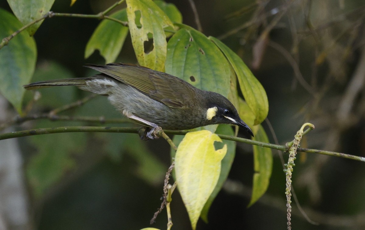 Cryptic Honeyeater - ML623026729