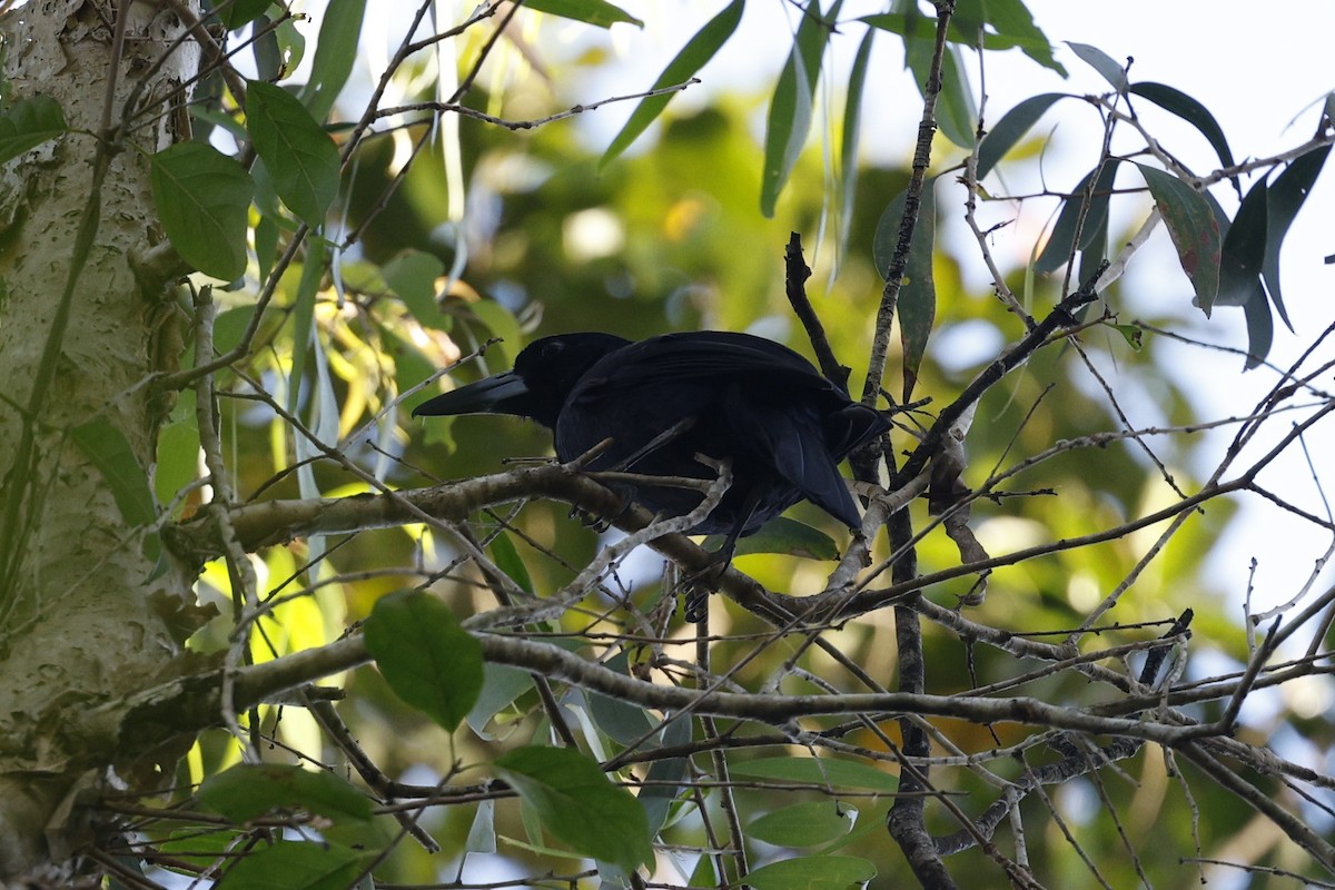 Black Butcherbird - ML623026769