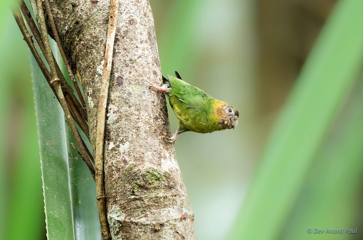 Buff-faced Pygmy-Parrot - ML623026806