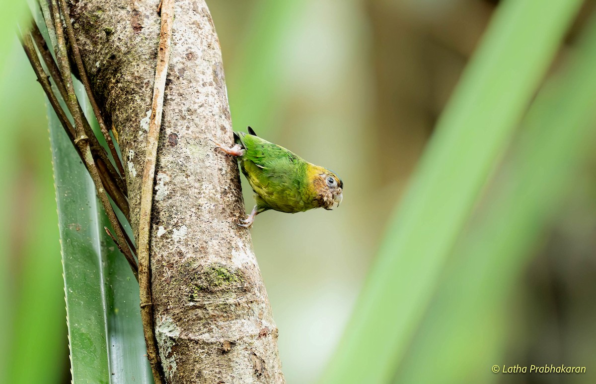 Buff-faced Pygmy-Parrot - ML623026807