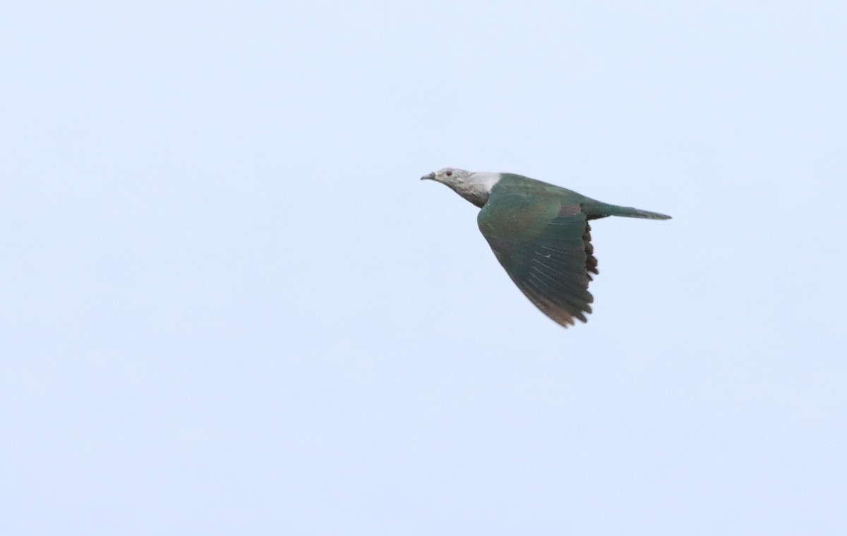 Pacific Imperial-Pigeon - ML623026815