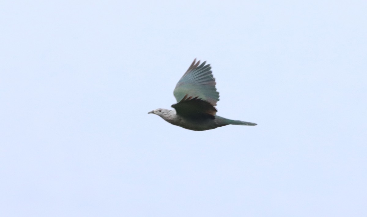 Pacific Imperial-Pigeon - ML623026816