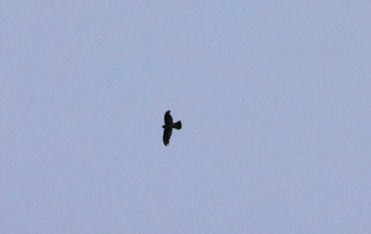 White-rumped Swiftlet - ML623026828