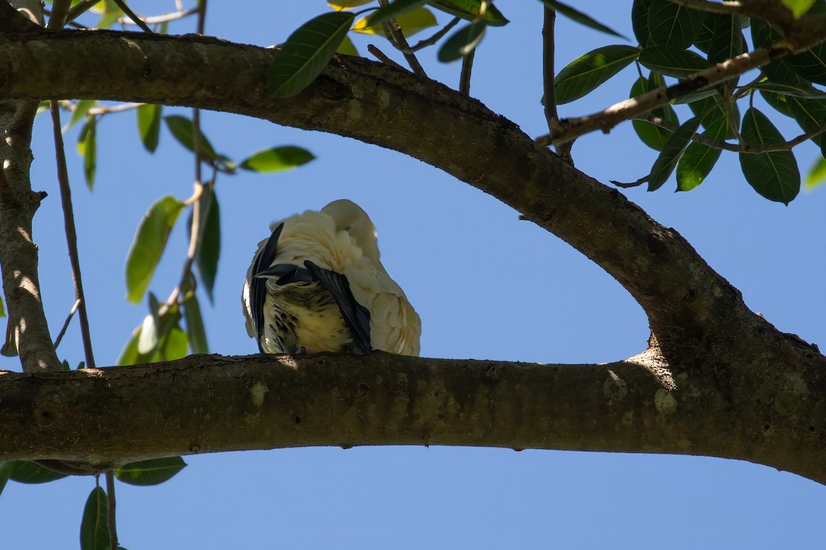 Torresian Imperial-Pigeon - ML623026945