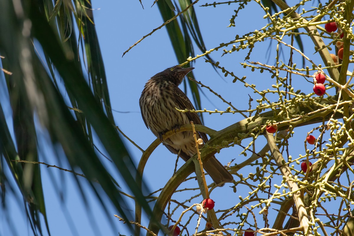 Australasian Figbird (flaviventris Group) - ML623026966