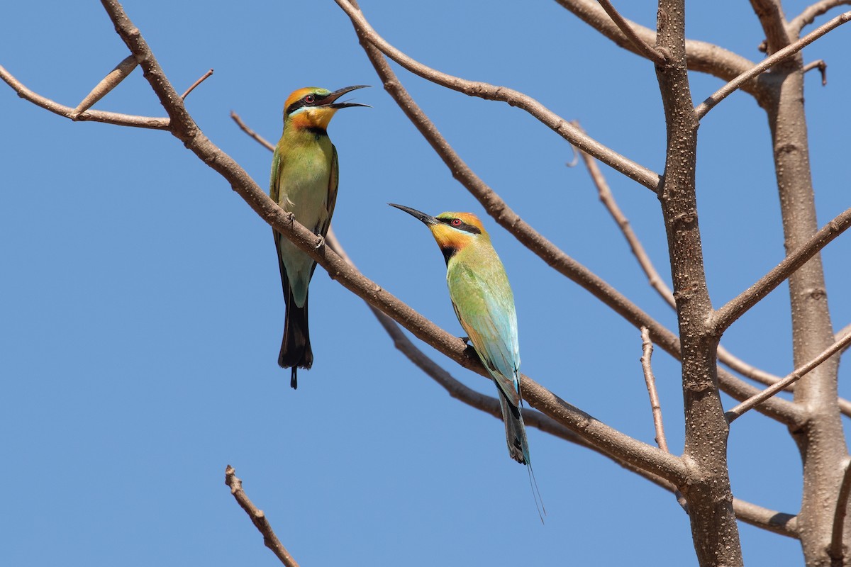 Rainbow Bee-eater - ML623026970