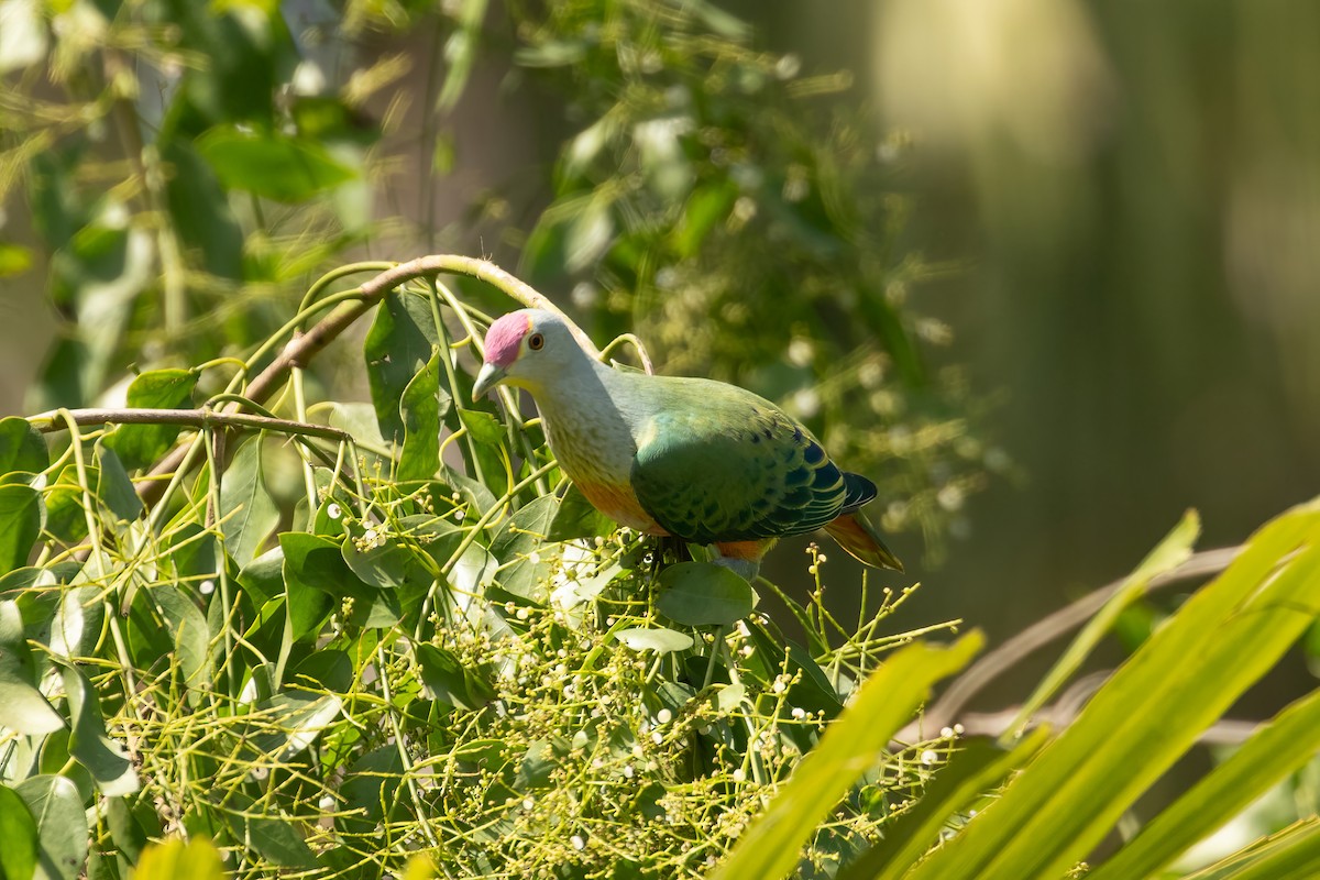 Rose-crowned Fruit-Dove - ML623026977