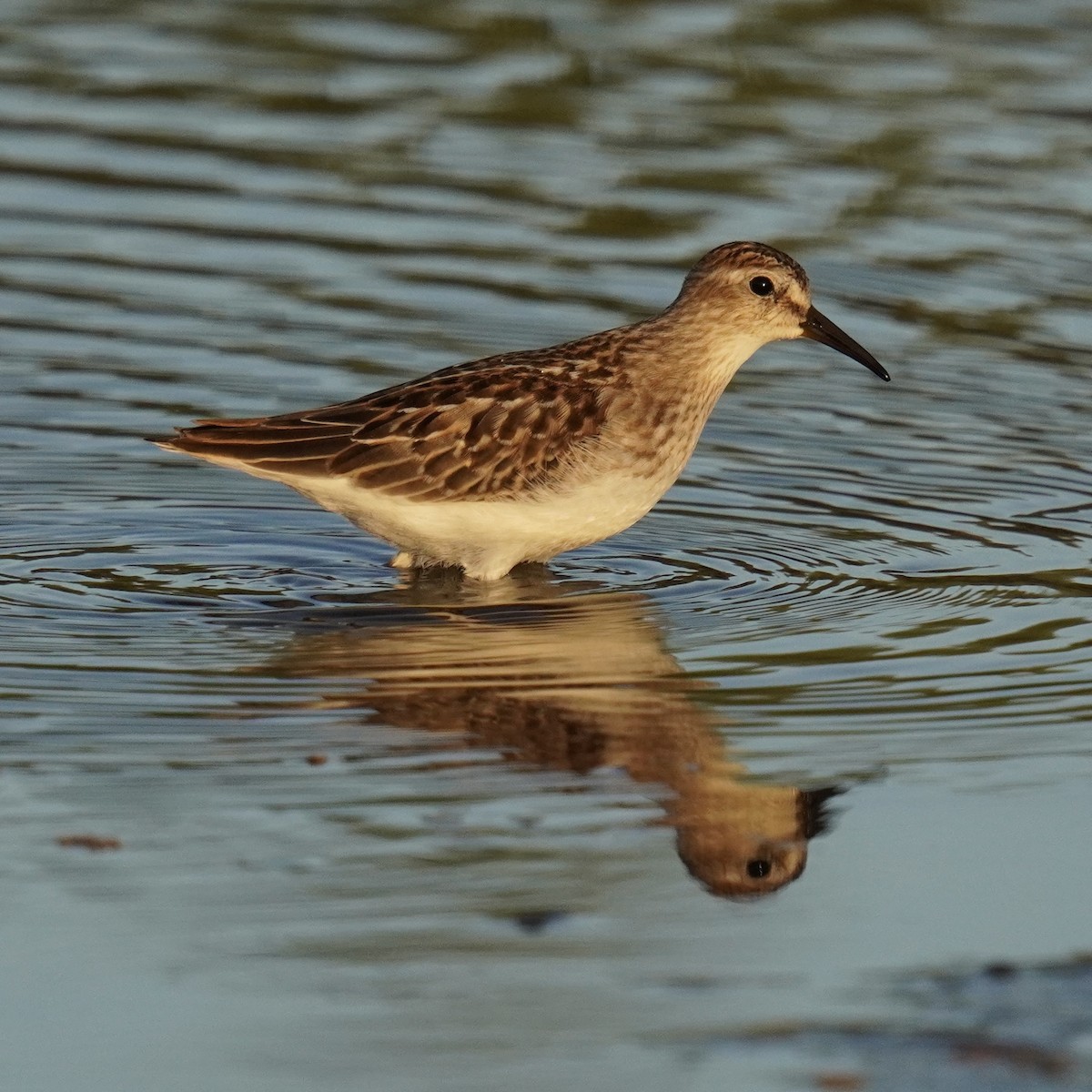 Least Sandpiper - ML623027136