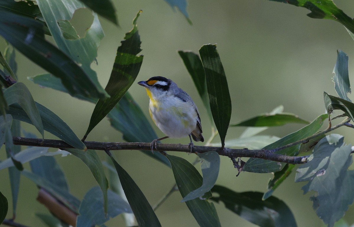 stripediamantfugl (melanocephalus gr.) - ML623027199