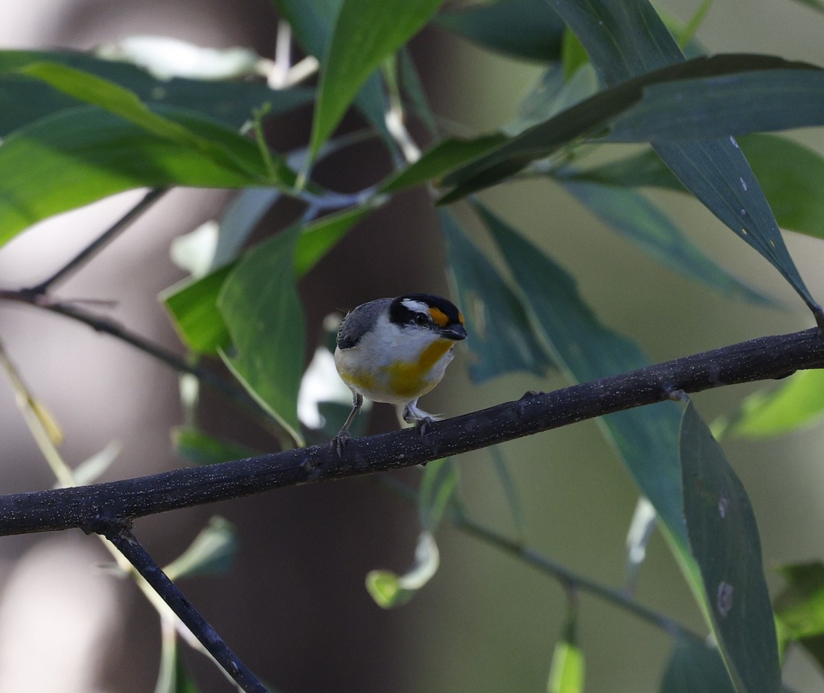 Striated Pardalote (Black-headed) - ML623027201