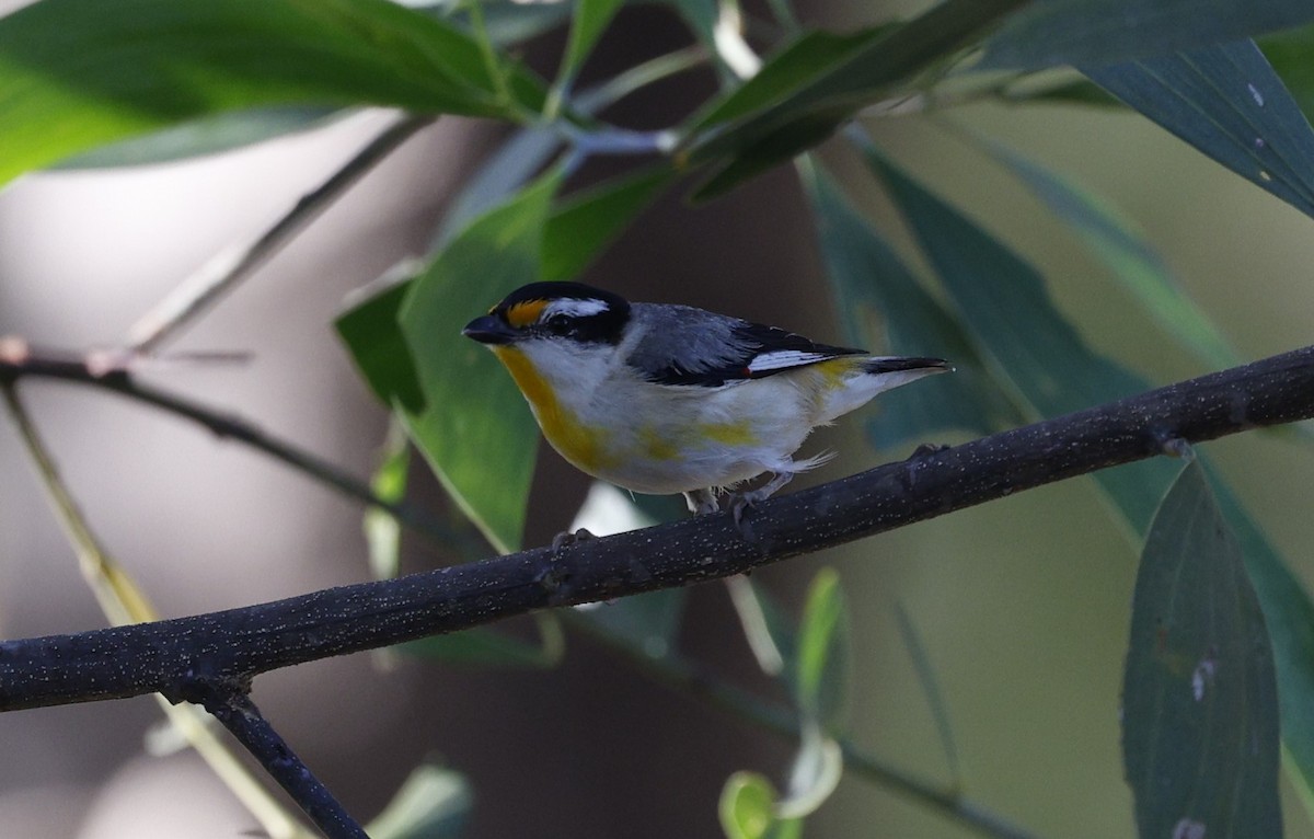 Striated Pardalote (Black-headed) - ML623027202