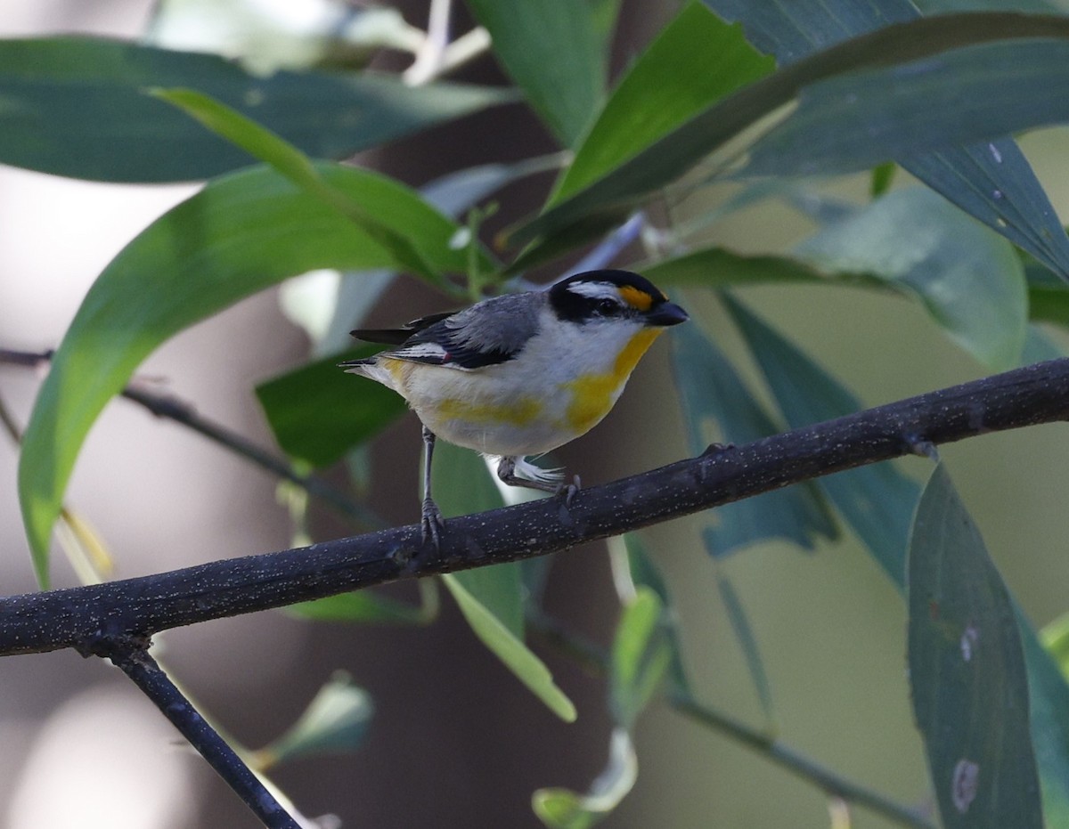 stripediamantfugl (melanocephalus gr.) - ML623027203