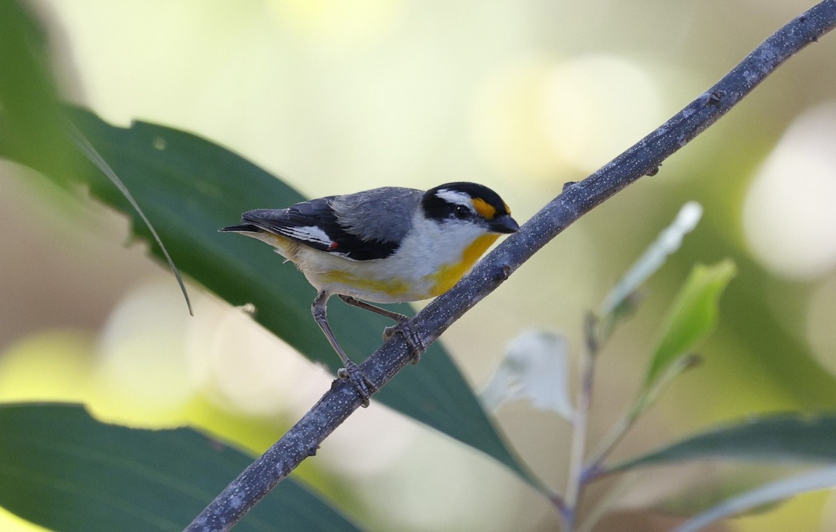 stripediamantfugl (melanocephalus gr.) - ML623027204