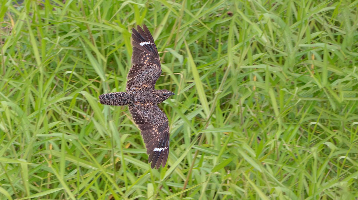 Pygmy Nightjar - ML623027228