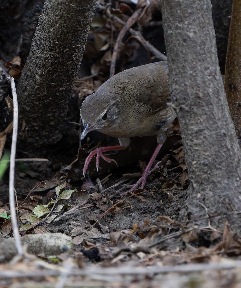 Chinese Bush Warbler - ML623027243