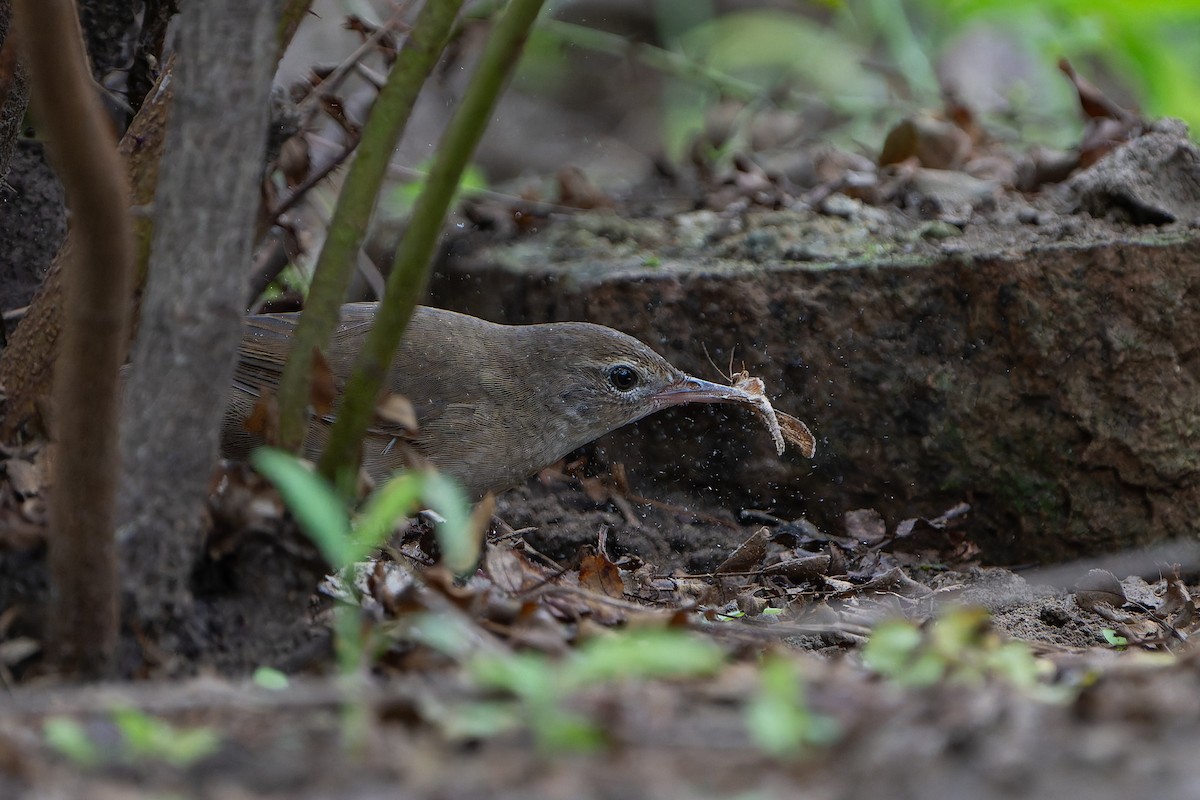 Chinese Bush Warbler - Junning Wang