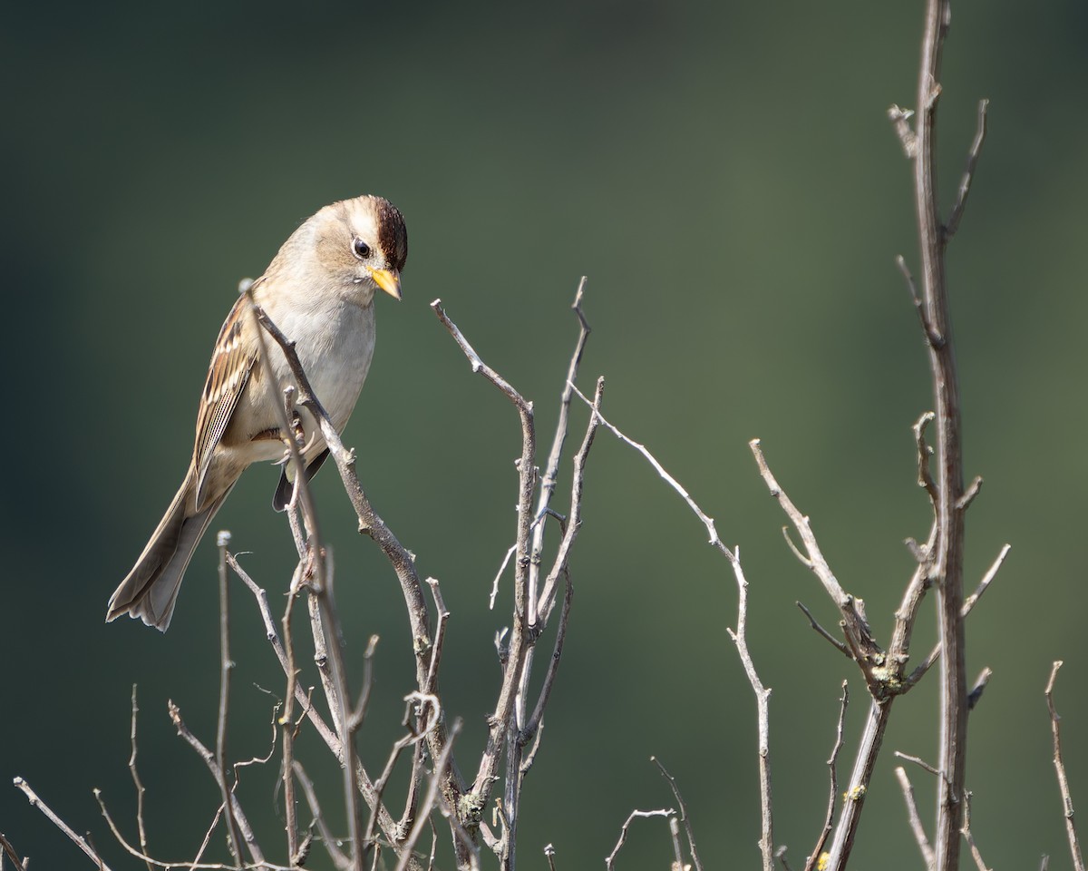 White-crowned Sparrow - ML623027271