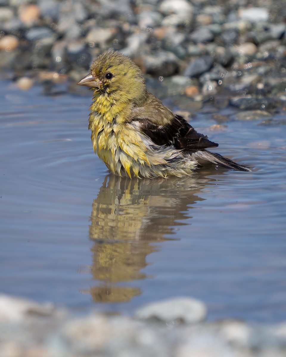 American Goldfinch - ML623027272