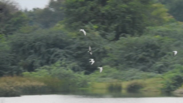 Whiskered Tern - ML623027308