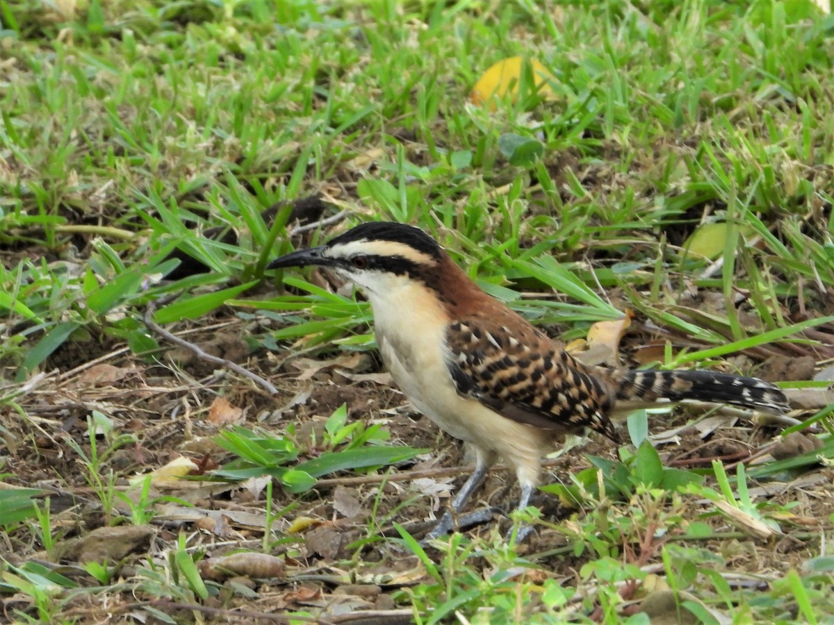 Rufous-naped Wren - ML623027335