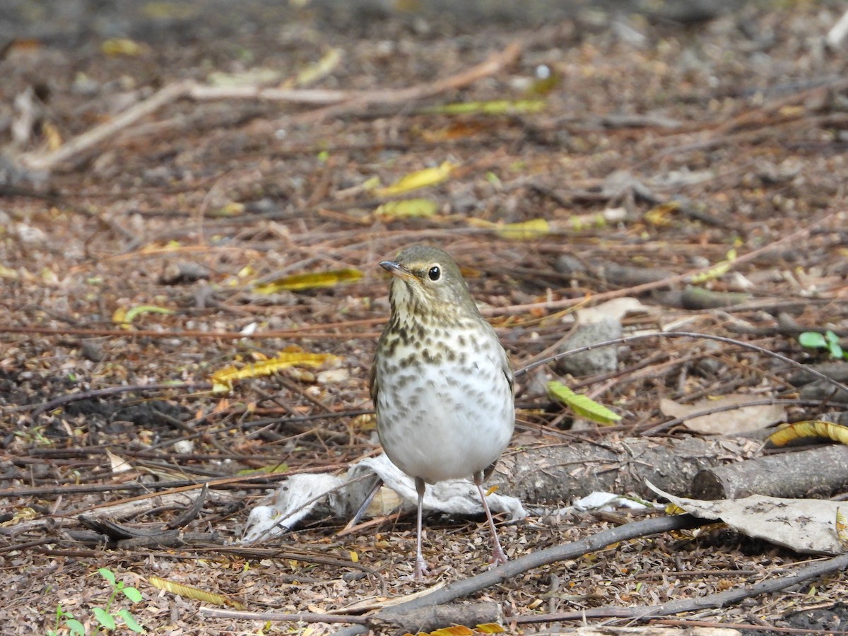 Swainson's Thrush - ML623027346