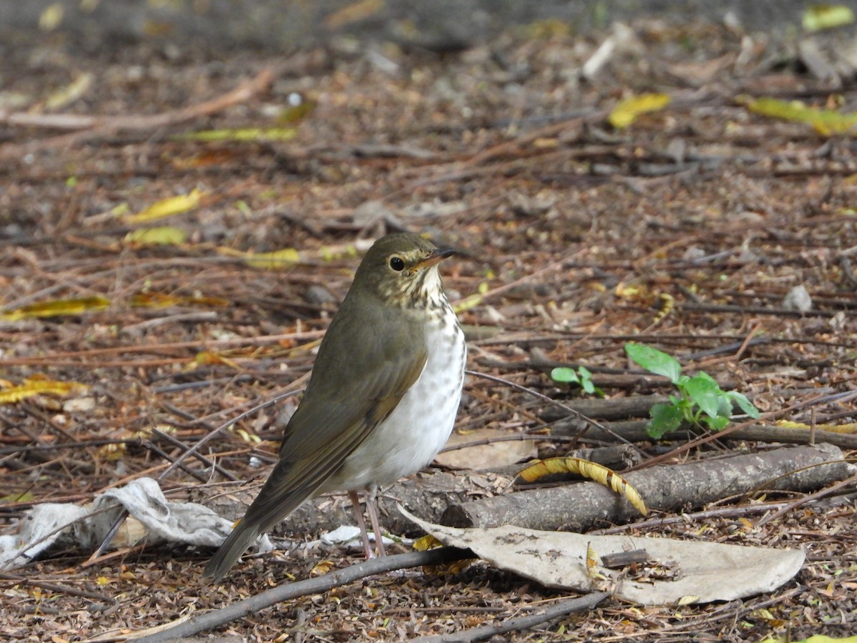 Swainson's Thrush - ML623027351