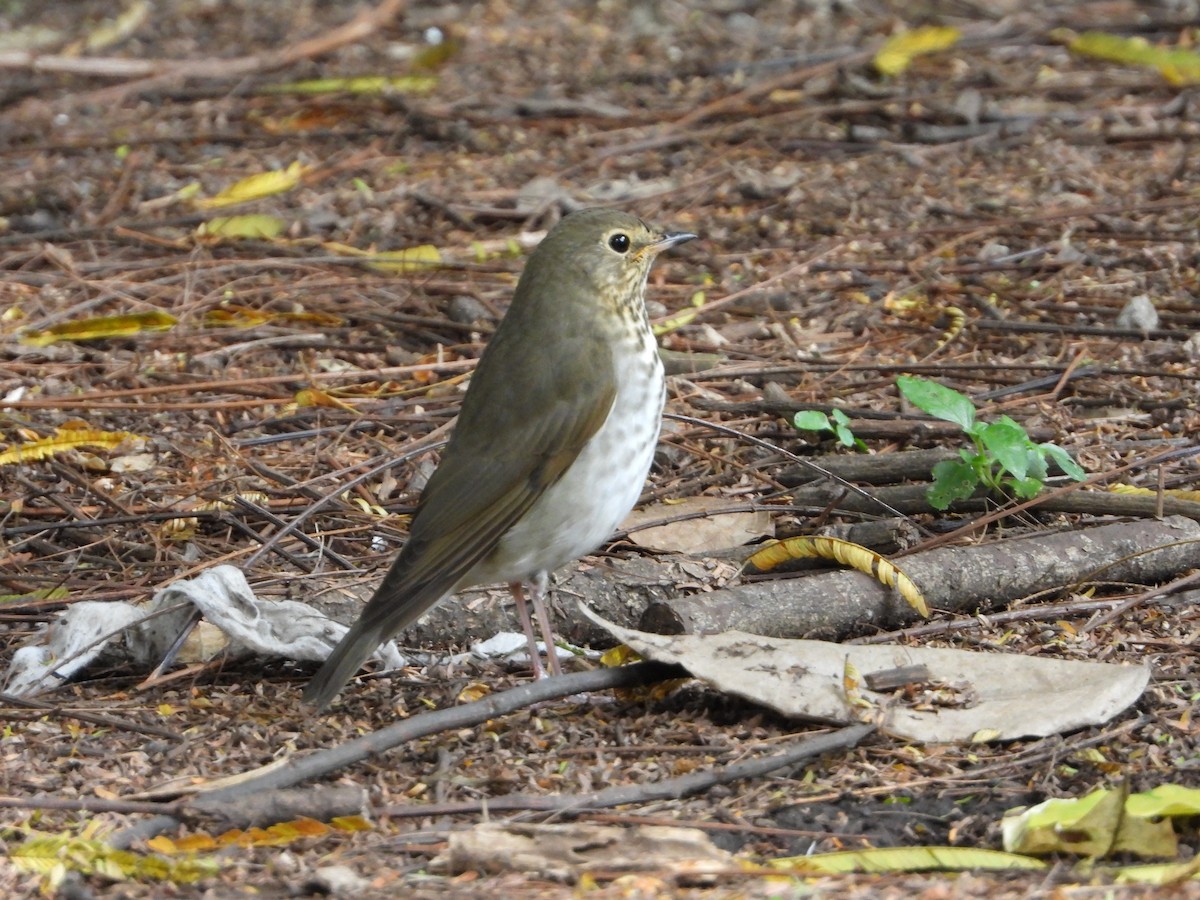 Swainson's Thrush - ML623027352