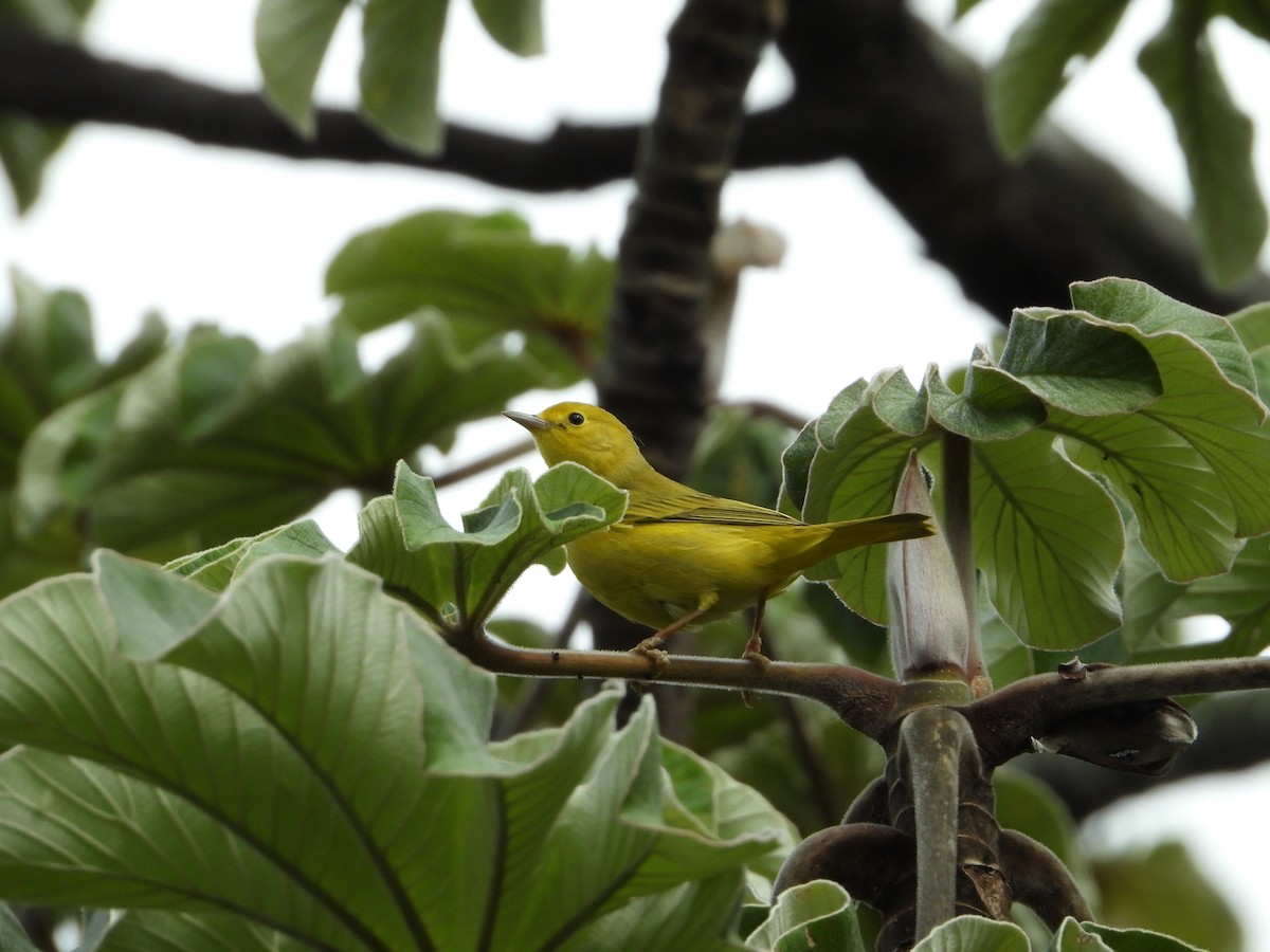 Yellow Warbler - ML623027367