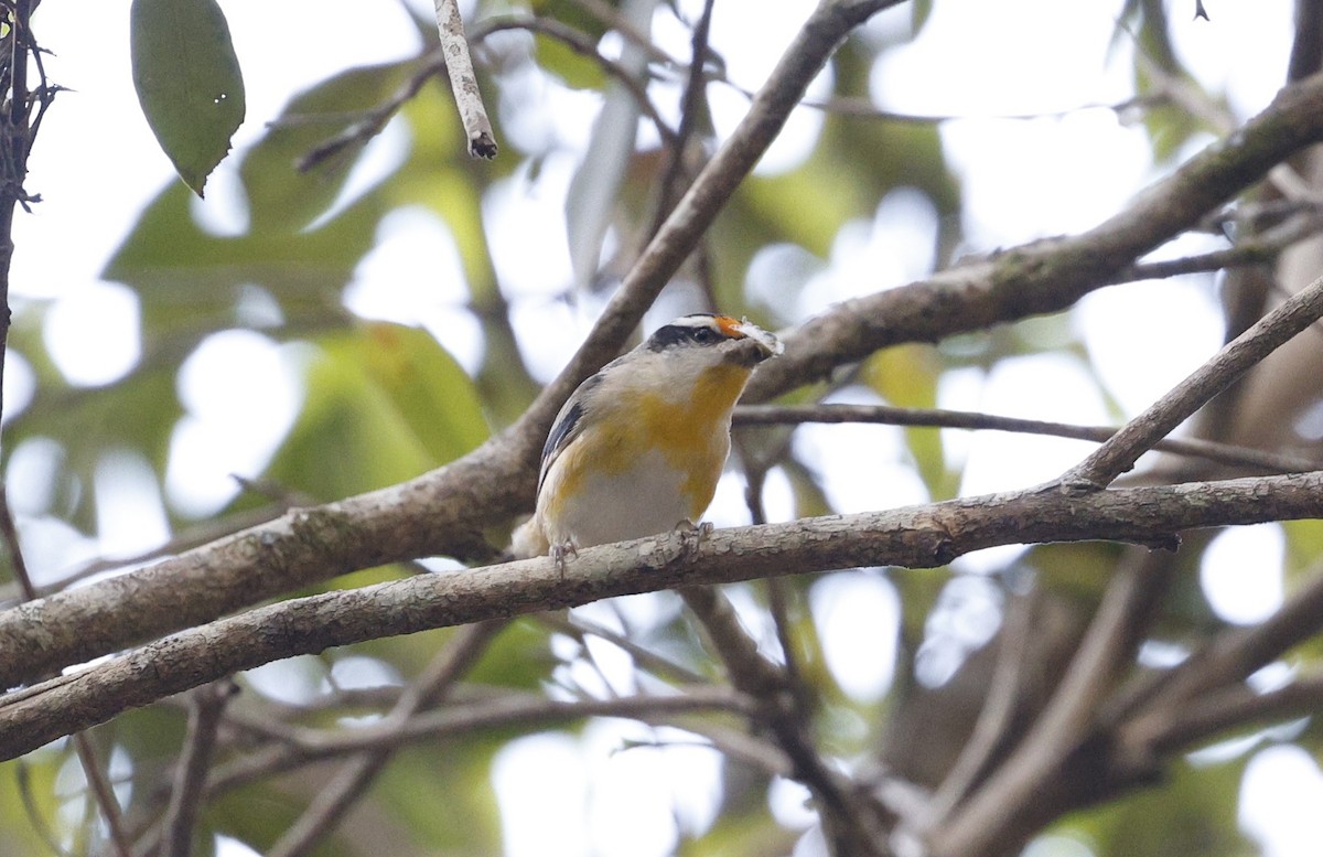 Striated Pardalote (Black-headed) - Cathy Pert