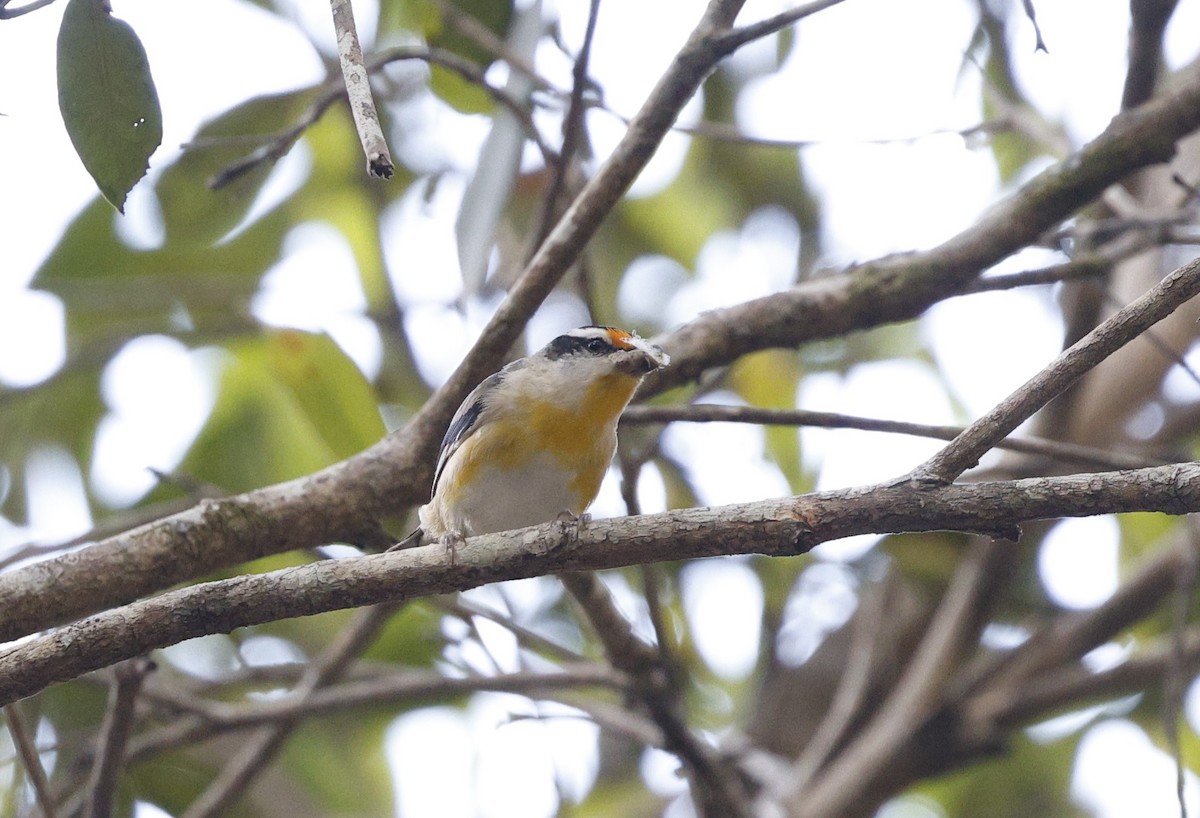 Striated Pardalote (Black-headed) - ML623027393