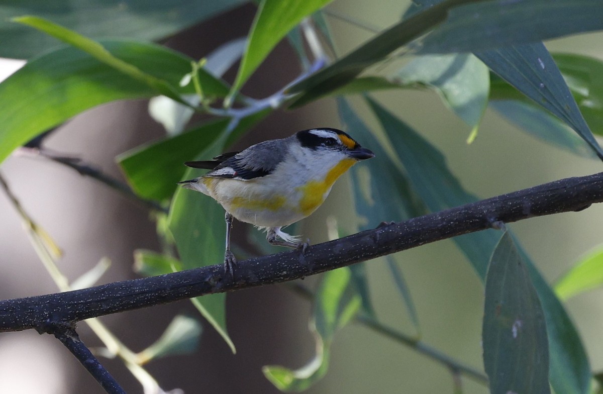 Striated Pardalote (Black-headed) - ML623027395