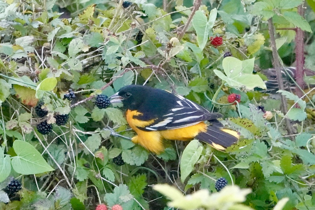 Baltimore Oriole - ML623027455